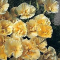 California Poppy Seeds, Buttermilk Double Pale Yellow, Eschscholzia californica, 25 Seeds for Planting