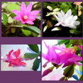 Holiday Cactus Cuttings 1 Each - Pink Christmas Easter Thanksgiving Succulent (Schlumbergera)