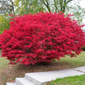 Burning Bush Plant Bare Root 4+ Inches - Euonymus alatus, Ready to Plant, No Pot