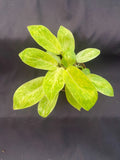 Philodendron Painted Lady Rooted Plant 3" Pot