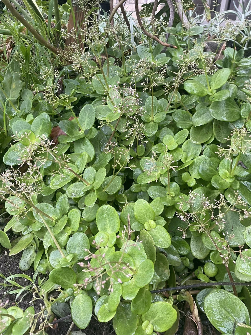 Crassula multicava 'Fairy Crassula' Cuttings - 5 Stems (Drought-Tolerant Ground Cover) | Zones 9-11
