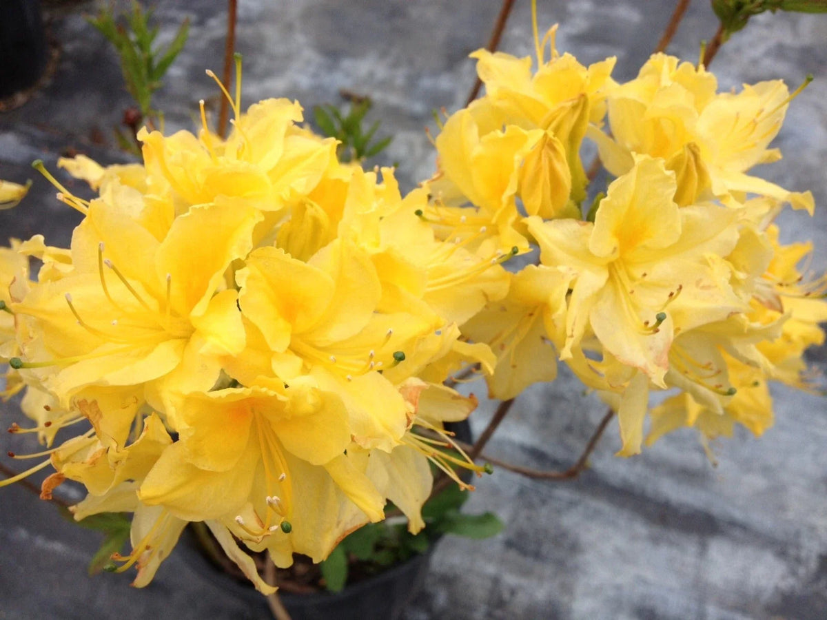 Aromi Azalea Starter Plant - Lemon Lights Rhododendron Hybrid - May Be Dormant - Vibrant Yellow Blooms