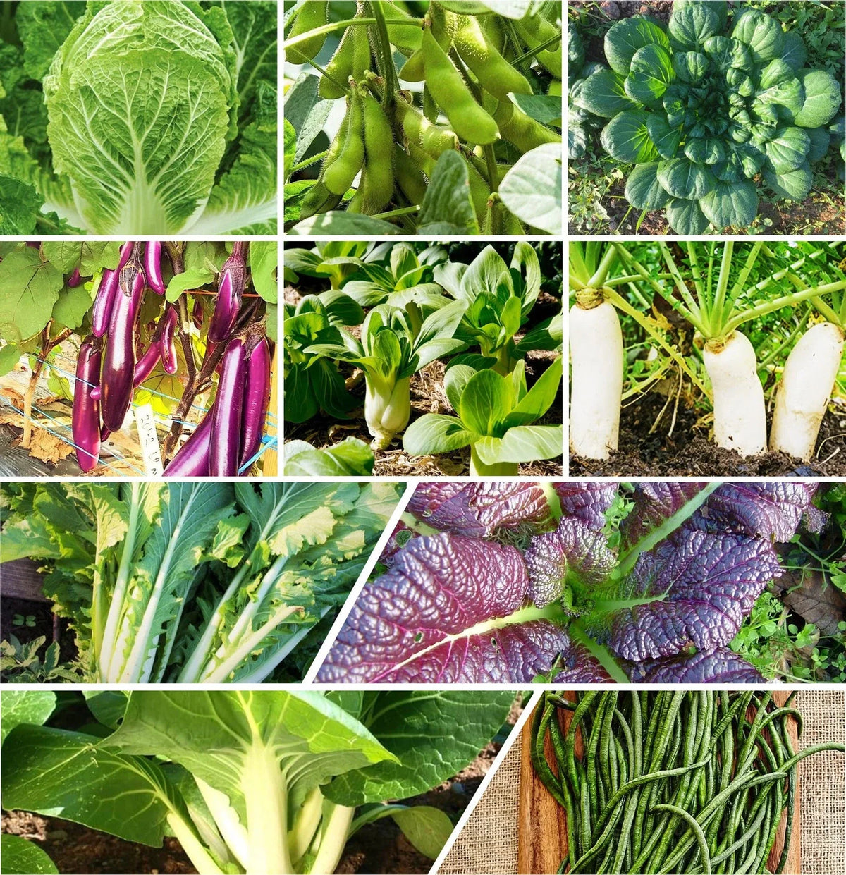 Asian Vegetable Seeds Mix - 10 Non-GMO Heirloom Seeds for 2025 Planting - Garden Variety, Organic Gardening