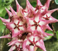 Hoya Plant - Active New Growth - Hoya Kaimuki - Indoor Houseplant with Clusters of Flowers ??