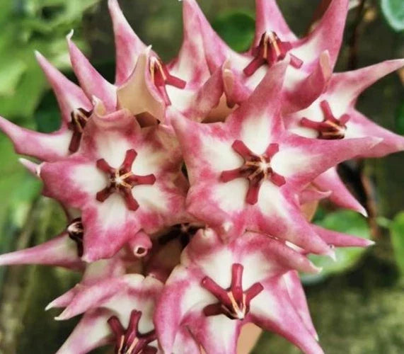 Hoya Plant - Active New Growth - Hoya Kaimuki - Indoor Houseplant with Clusters of Flowers ??