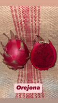 Mature Cuttings Dragon Fruit Orejona - Hylocereus undatus, Tropical Fruit Plant Starter for Home Garden