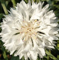 Bachelor Button Seeds - 400+ Tall Cornflower - White Flower - Centaurea Cyanus