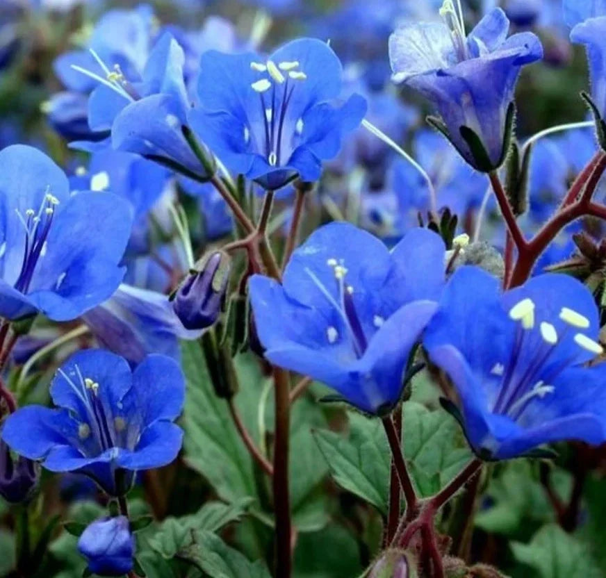 California Blue Bells Seeds 2000+ Annual Wildflower Seeds (Phacelia campanularia) for Garden Planting, Free Shipping