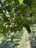 Clark Kiwi Seeds - 50+ Arctic Grape Berry Superfruit Cold Hardy Garden Plant - Actinidia arguta