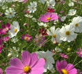 Cosmos Flower Seeds - White & Pink Mix - 40 Seeds - Cosmos Bipinnatus