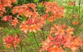 Aromi Azalea Starter Plant - MAUVILA GOLD Deciduous Rhododendron - Small Size - Perfect for Gardens and Landscapes