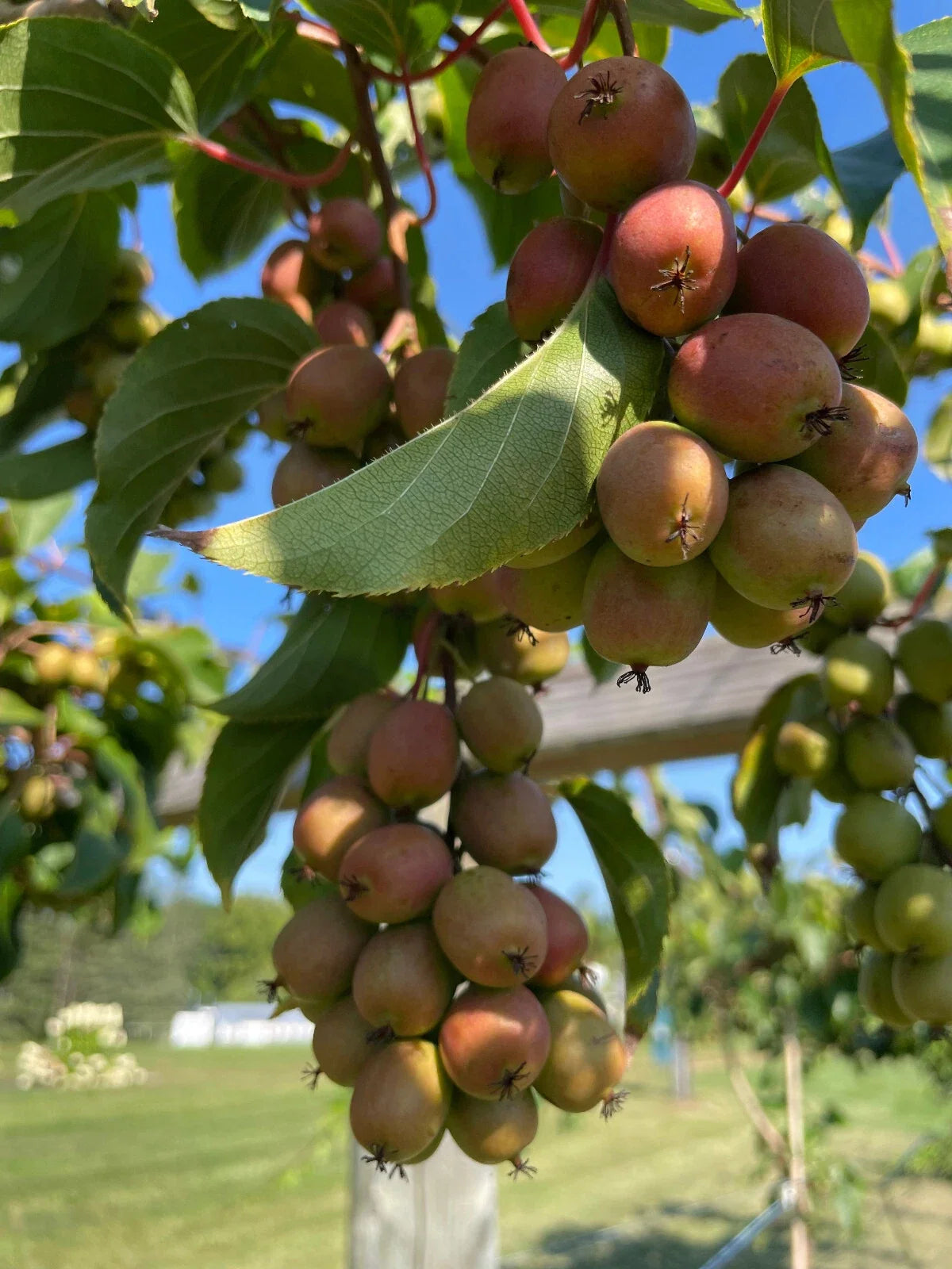50+ Ogden Point Kiwi Seeds - Arctic Grape Berry Superfruit - Cold Hardy Garden Plant - Actinidia arguta