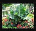 Little Prince Musa Banana Plant - Small Rooted Starter Plant - Tropical Indoor/Outdoor Decor - Musa acuminata