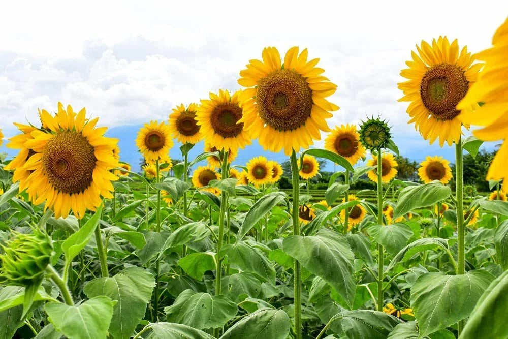 Mammoth Sunflower Seeds - 250+ Seeds for Planting, Giant Sunflower Varieties (Helianthus annuus)