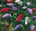 Butterfly Bush Seeds Mix - Multi-Color - 150 Seeds - Buddleja davidii