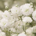 Baby's Breath Seeds 1,000 Count Easy to Grow Annual Flowers Gypsophila elegans