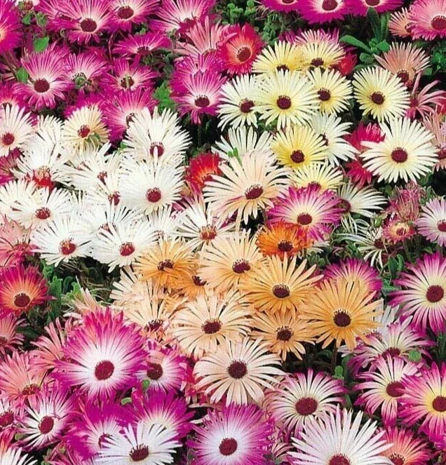 Ice Plant Flower Seeds 4000+ Annual Mixed Colors - Fig Marigold (Livingstone Daisy) for Vibrant Garden Blooms