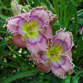 Daylily Live Plant - Tides Roll In - Beautiful SF Variety - Hemerocallis