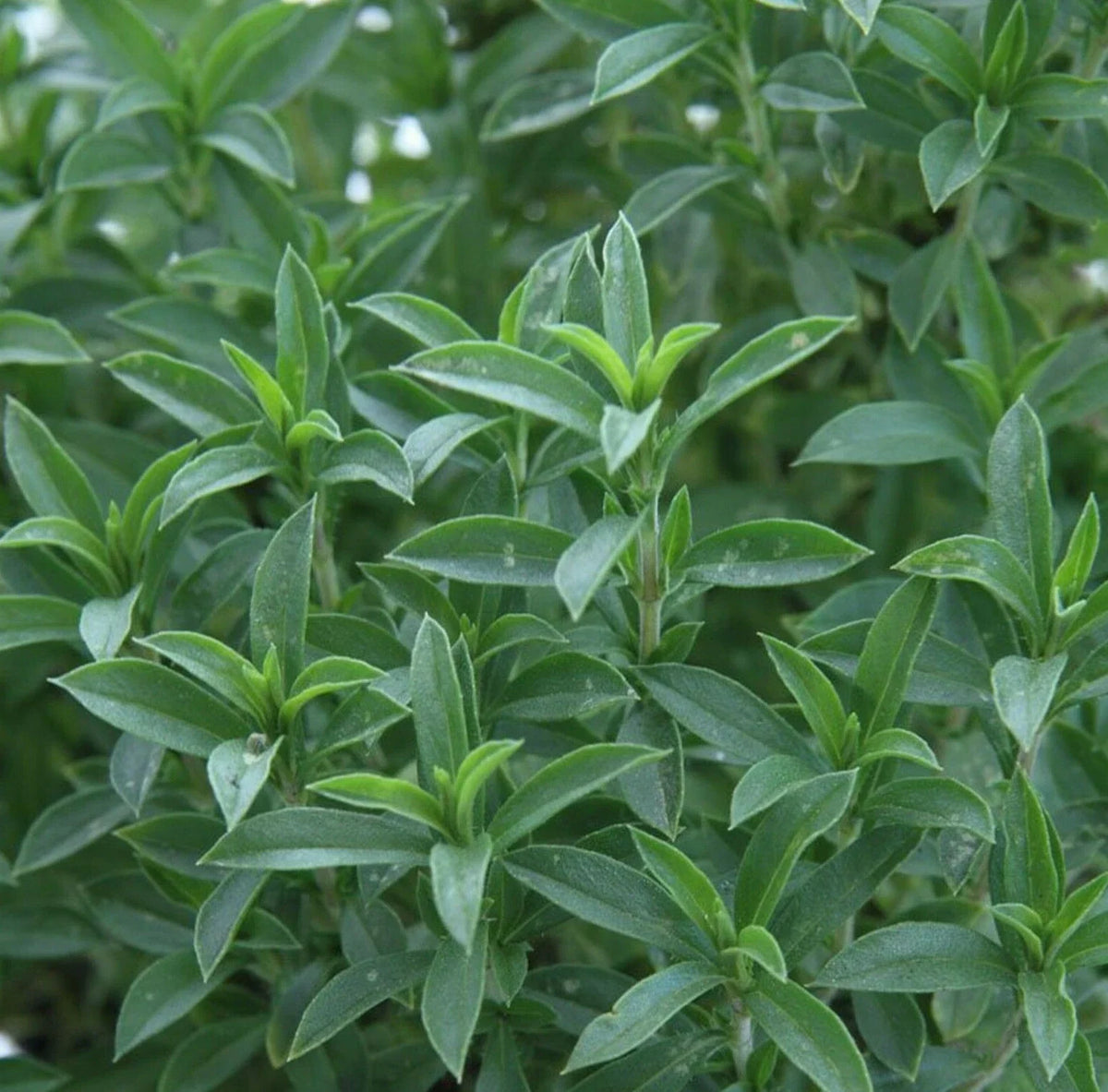 Summer Savory Seeds 500+ Annual Herb Culinary Satureja hortensis, Garden Planting, Free Shipping