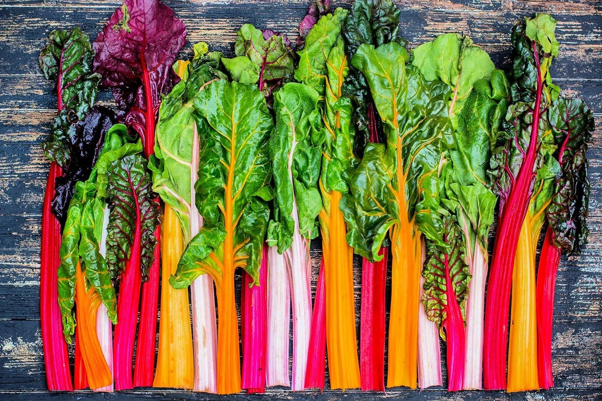 Bright Lights Swiss Chard Seeds - 200+ Rare Colorful Seeds for Planting - Beta vulgaris subsp. cicla