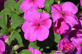 Busy Lizzy Seeds 500 Count - Premium Lilac Impatiens Accent (Impatiens walleriana)