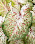 Caladium Bulbs - Gingerland Variety - Colorful Tropical Foliage - Caladium bicolor
