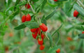 Goji Berry Seeds 100 Pack - Lycium Barbarum - Remontant Wolfberry, Blooms Twice a Year