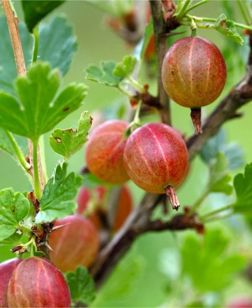Jahns Prairie Gooseberry Live Rooted Starter Plant, Edible Shrub, Zones 3-8, Reddish Pink Fruit, Self-Pollinating