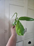 Philodendron Tripartitum 1 Node Cutting - Rare Tropical Plant - Exotic Houseplant for Indoor Gardening