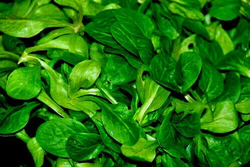African Cabbage Seeds - 1100+ Ethiopian Cabbage Seeds (Cleome Gynandra) for Organic Gardening and Home Planting