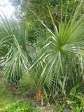 Florida Sabal Palmetto Palm Tree - 2 Rooted Plants, 1 Year Old, 8-12 Inches - Live Garden Plant (Sabal palmetto)