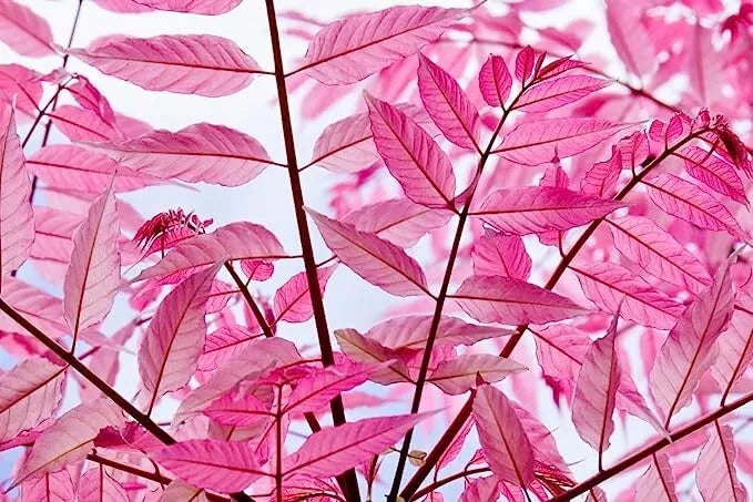 Chinese Toon Tree Seeds - 30 Seeds, Rare Pink Leaves, Sapindus mukorossi