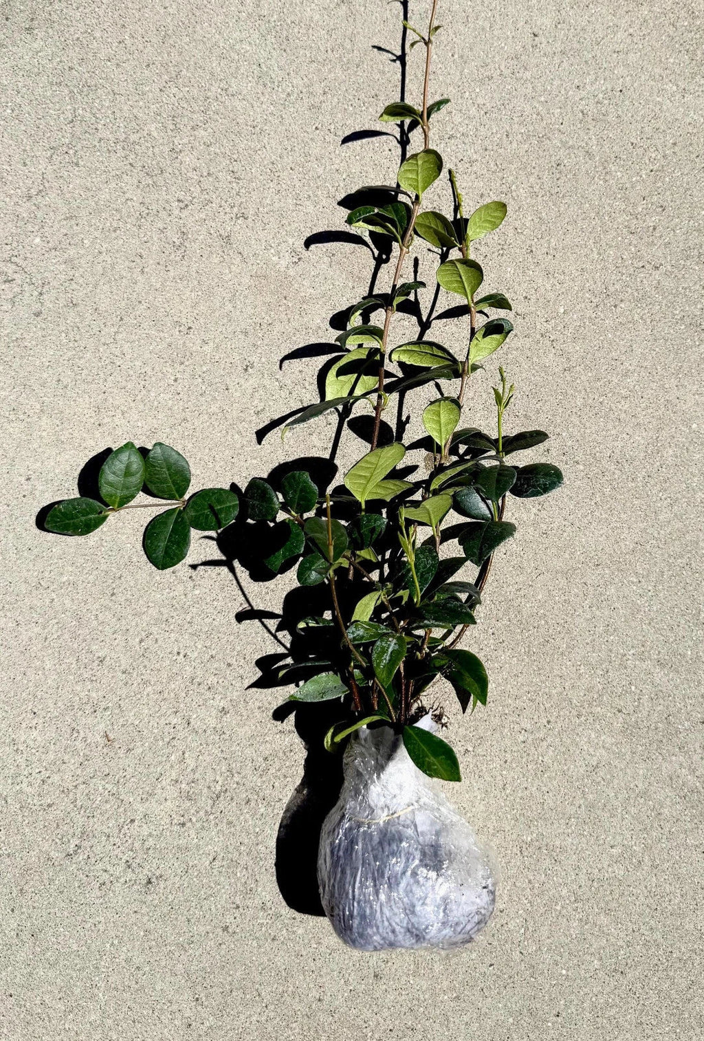 Star Jasmine Plant (Trachelospermum jasminoides) - Rooted Stem Live Plant