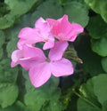Bubblegum Pink Zonal Geranium Cuttings (Pelargonium hortorum) – 4 Fresh 8-Inch Unrooted