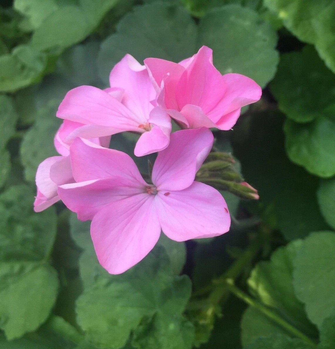 Bubblegum Pink Zonal Geranium Cuttings (Pelargonium hortorum) – 4 Fresh 8-Inch Unrooted