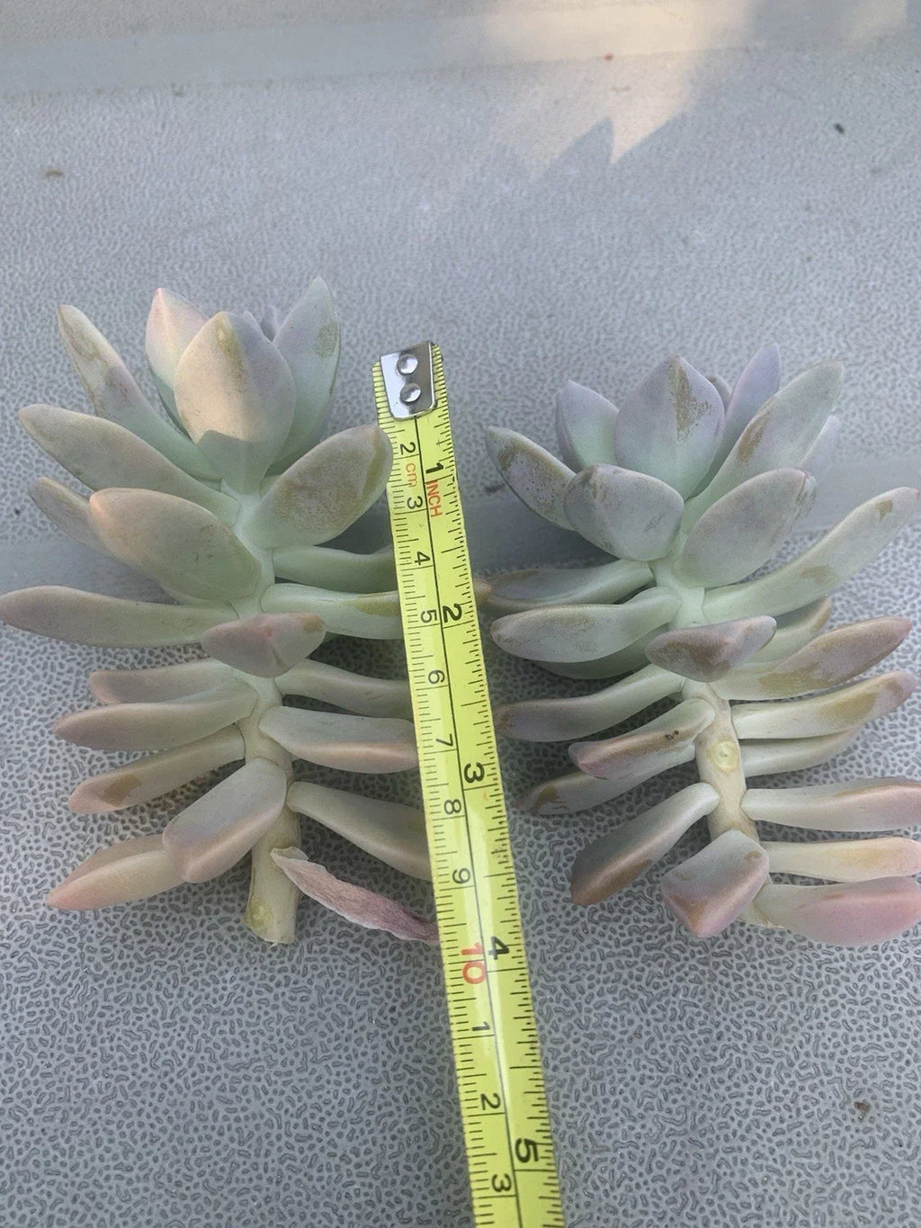 Ghost Plant Cuttings (Graptopetalum paraguayense) – 2 Unrooted Echeveria Ghost Plant Stems for Propagation