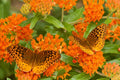 Butterfly Weed Asclepias tuberosa Live Starter Plant - Native Pollinator Garden