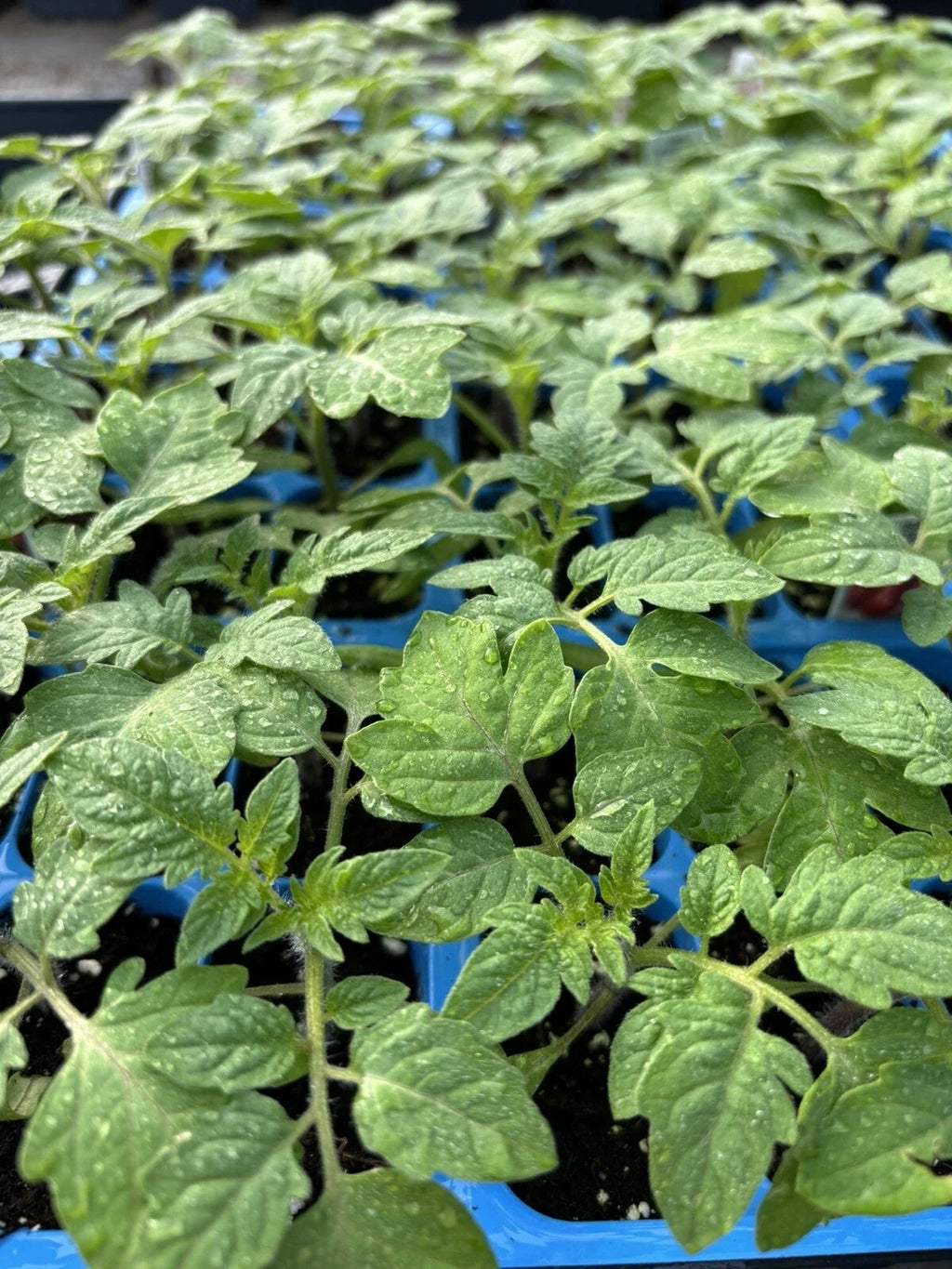 Old German Tomato Live Plants (Solanum lycopersicum) – 2 Pack, 6–10"