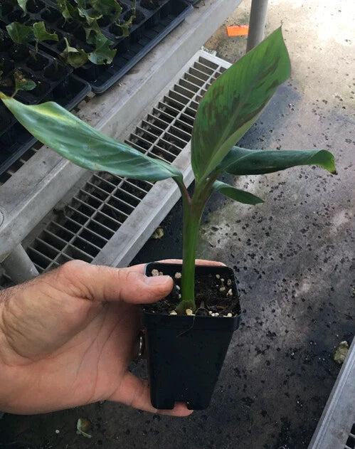 Goldfinger Dwarf Banana Plant (FHIA-01) - Live Starter Plant, 6-8 ft, Cold-Hardy, Disease-Resistant Banana