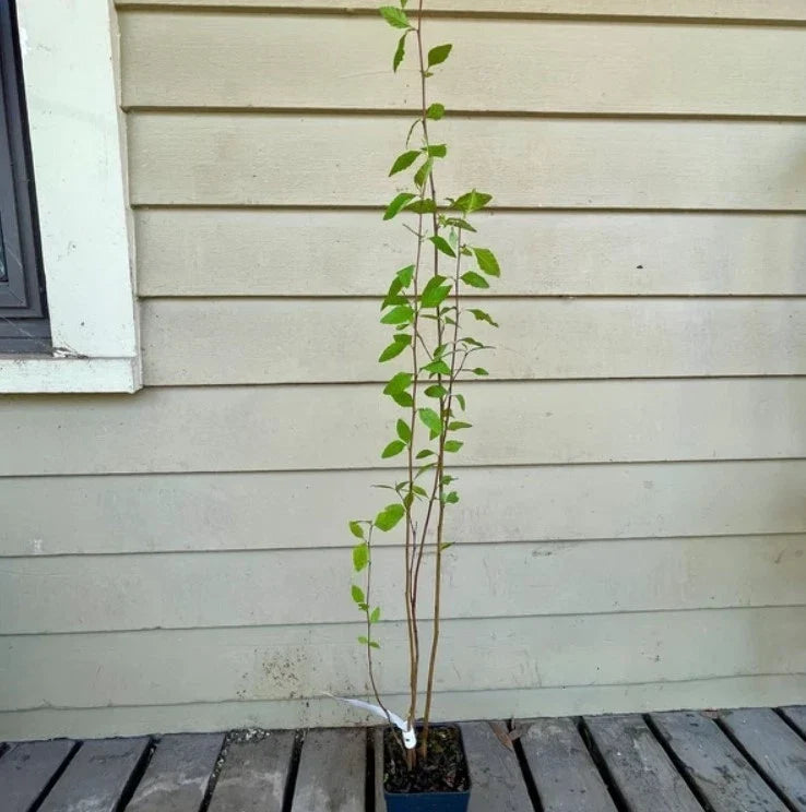 River Birch Betula nigra Live Tree - Bareroot 12–18" Tall, Zones 4–9