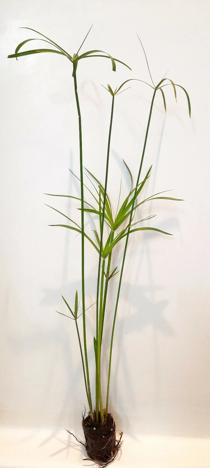 Live Dwarf Umbrella Palm (Cyperus alternifolius gracilis) Bareroot - Pond & Water Garden Plant