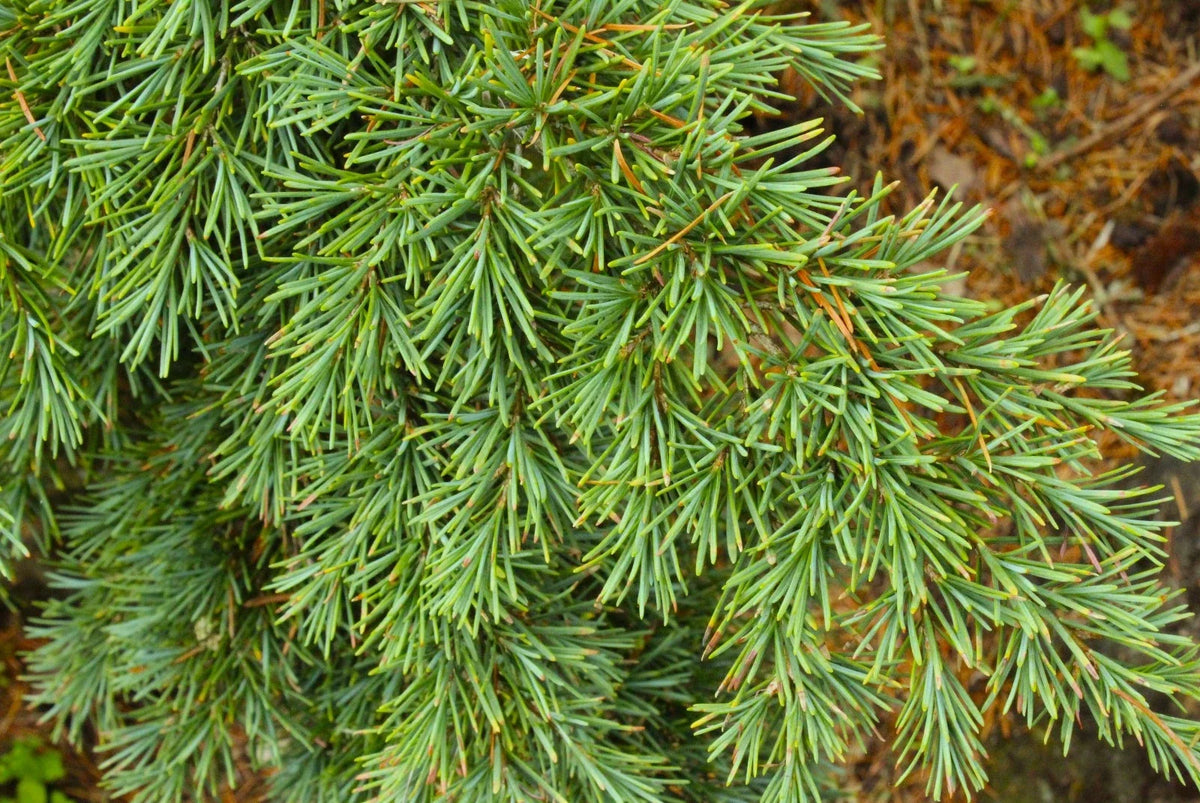 Mountain Hemlock Tree Seedling (Tsuga mertensiana) Bare Root