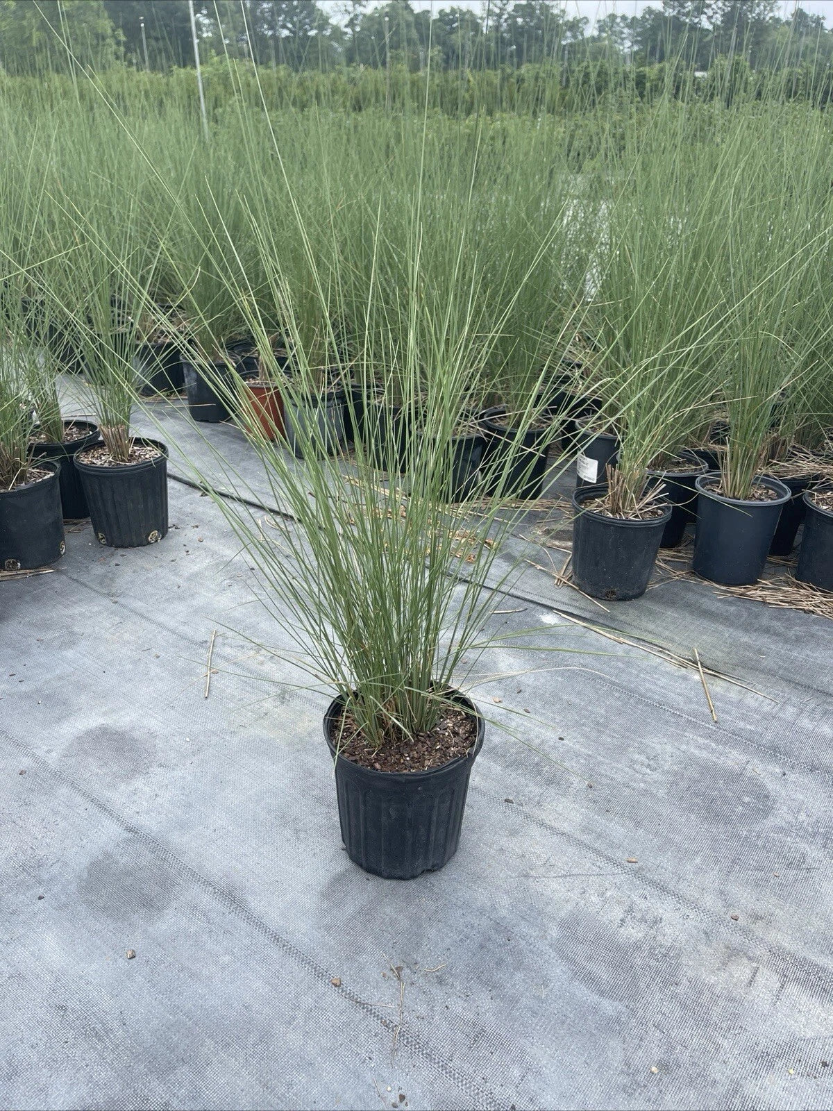 White Cloud Muhly Grass – Muhlenbergia capillaris, 6" Pot Mature Plant