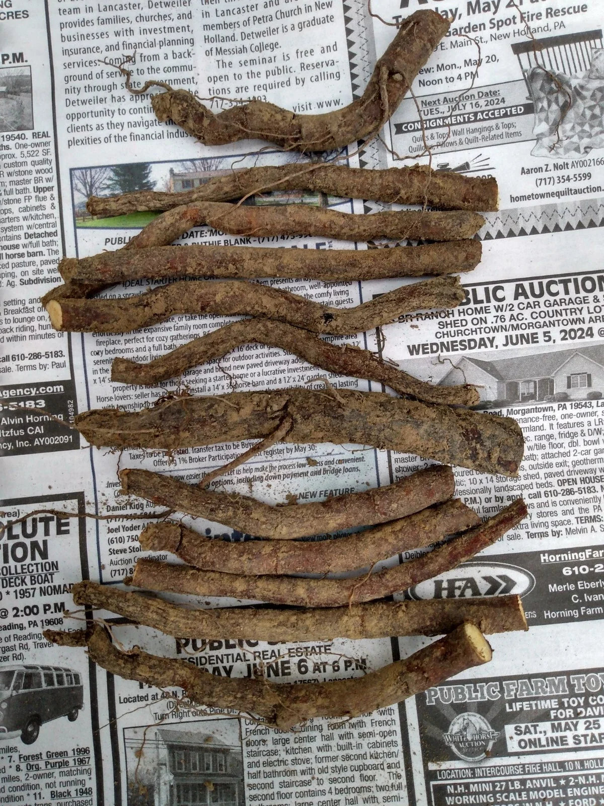 12 Bocking #4 Comfrey Root Cuttings (?3"), Sterile, Bare Root – Organic Fertilizer & Medicinal Herb
