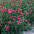 Yarrow Cerise Queen Live Starter Plant | Achillea millefolium, Bright Pink, Drought-Tolerant