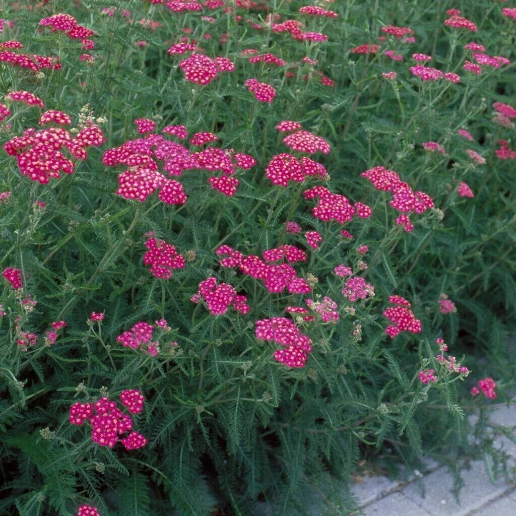 Yarrow Cerise Queen Live Starter Plant | Achillea millefolium, Bright Pink, Drought-Tolerant