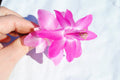 Christmas Cactus Starter Plant - Small Healthy Schlumbergera Truncata - Vilha Velha Brazil