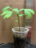 Ginkgo Biloba Seedling Live Tree 4-6 Inches - Ginkgo Tree, Medicinal Plant, Unique Foliage, Eco-Friendly Garden Plant