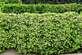 Live English Ivy Roots - 10 Pack - Green Ground Cover for Garden and Patio - Hedera helix