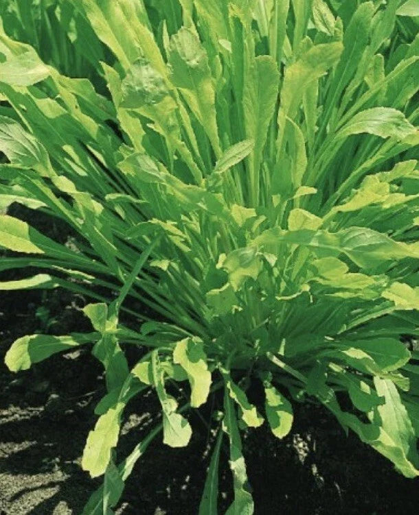 Mibuna Chinese Cabbage Seeds, 1000 Non-GMO Seeds, Chinese Broccoli, Chinese Kale, Brassica rapa var. japonica